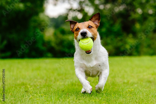 Fototapeta Naklejka Na Ścianę i Meble -  Happy pet dog playing with ball on green grass lawn