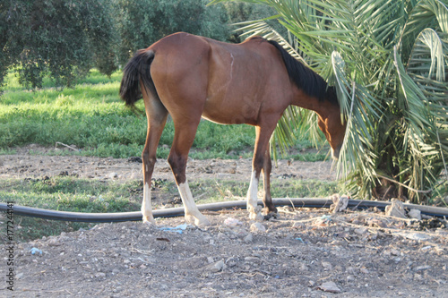 beautiful brown arabic horse animal