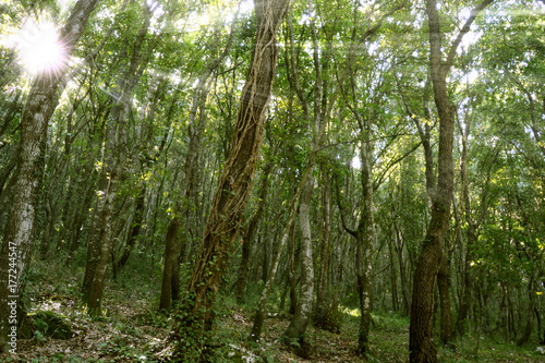 Foresta con raggi di sole 