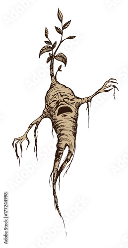 Hand drawn vintage style vector illustration of crying mandrake. Mystical creature, mandrake root, homunculus, alchemy, myths and legends, witchcraft, sorcery. Halloween character.
