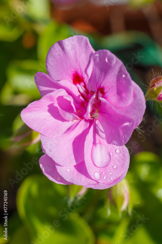 Fototapeta Naklejka Na Ścianę i Meble -  Fleurs de géranium violettes avec gouttes de rosée