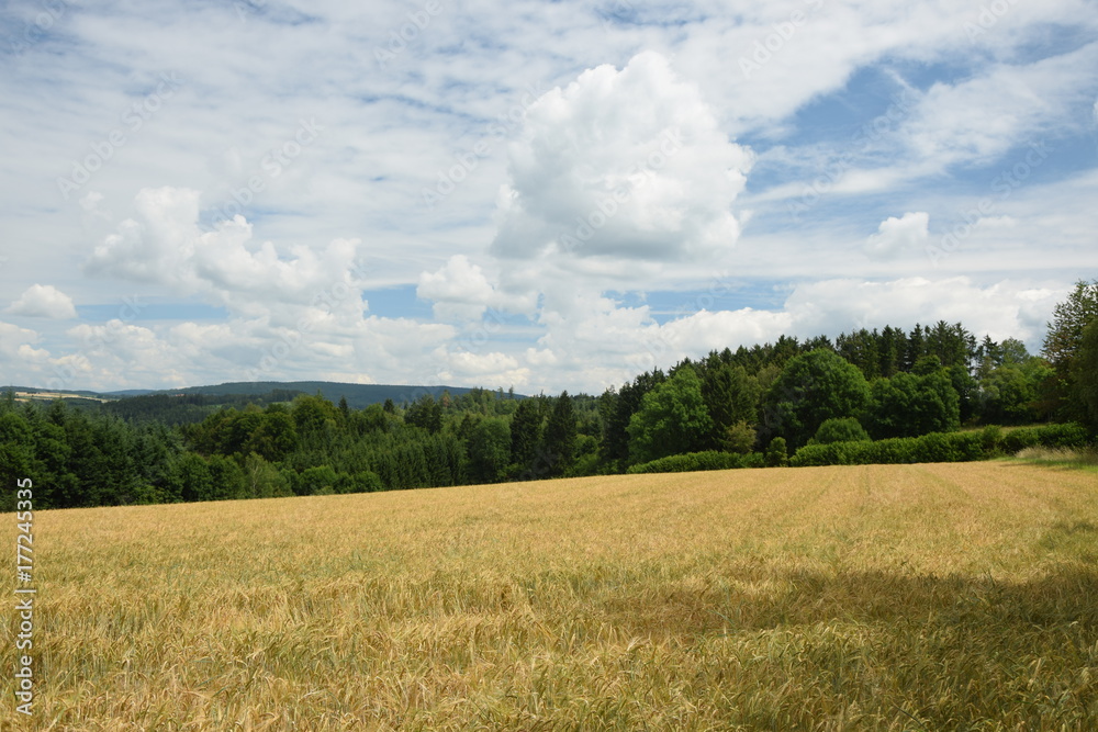 Obraz premium Getreidefeld