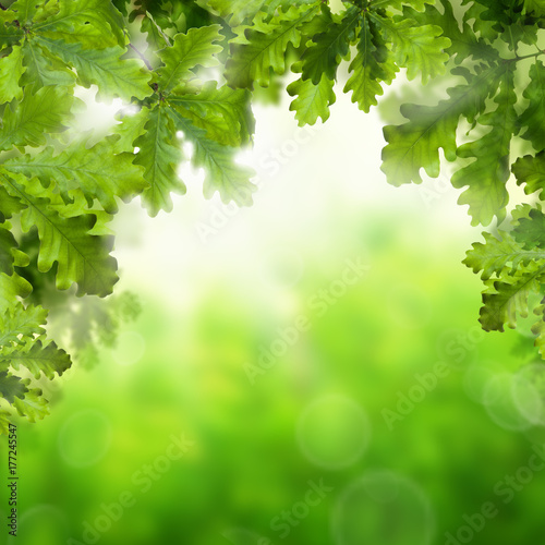 Spring or Summer Background with Greeen Oak Leaves and Abstract Bokeh Glitter and Sunlight