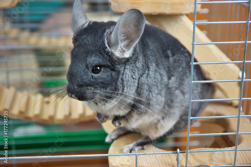 Gray little chinchilla in a cage. photo