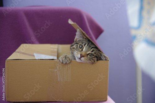 Süße Katze schaut frech aus einem Paket heraus