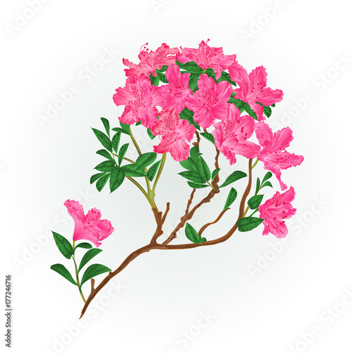 Pink rhododendron branch mountain shrub vintage vector illustration editable hand draw