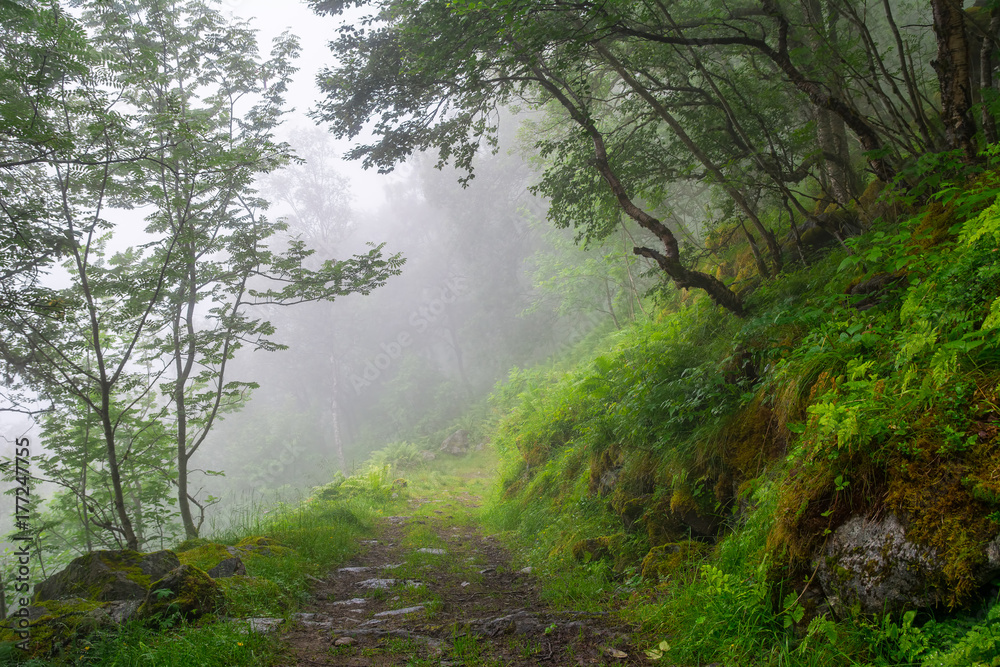 Obraz premium Amazing nature landscape view of north scandinavian forest in the fog. Forest natural. Location: Scandinavian Mountains, Norway. Artistic picture. Beauty world.