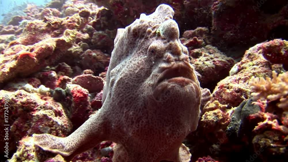 Fish angler closeup macro video underwater on seabed in Maldives