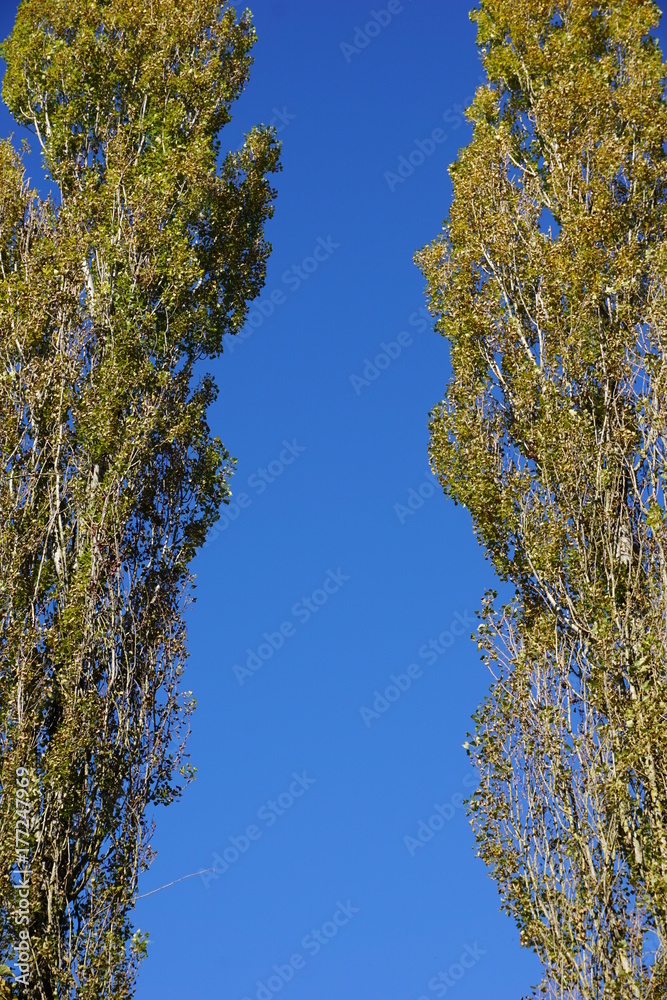 Fototapeta premium Zwei Pappeln umrahmen blauen Himmel im Herbst, München, Bayern