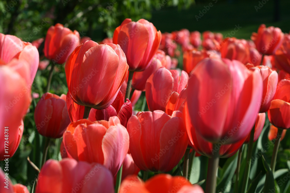 closeup of beautiful tulips