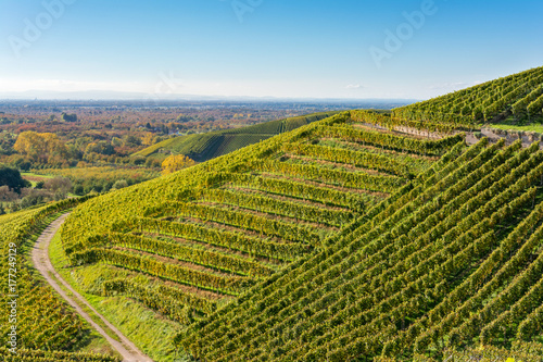Vineyards in autumn. Autumnal landscape in the vineyards of Southern Germany on a sunny evening.