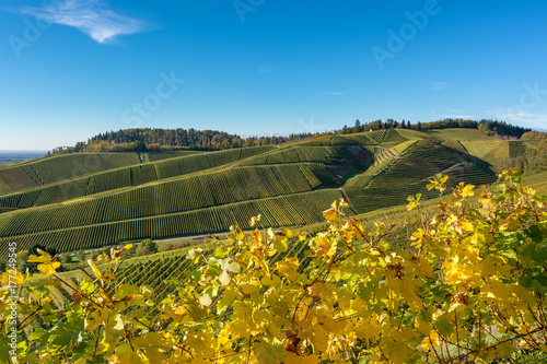 Vineyards in autumn. Autumnal landscape in the vineyards of Southern Germany on a sunny evening.