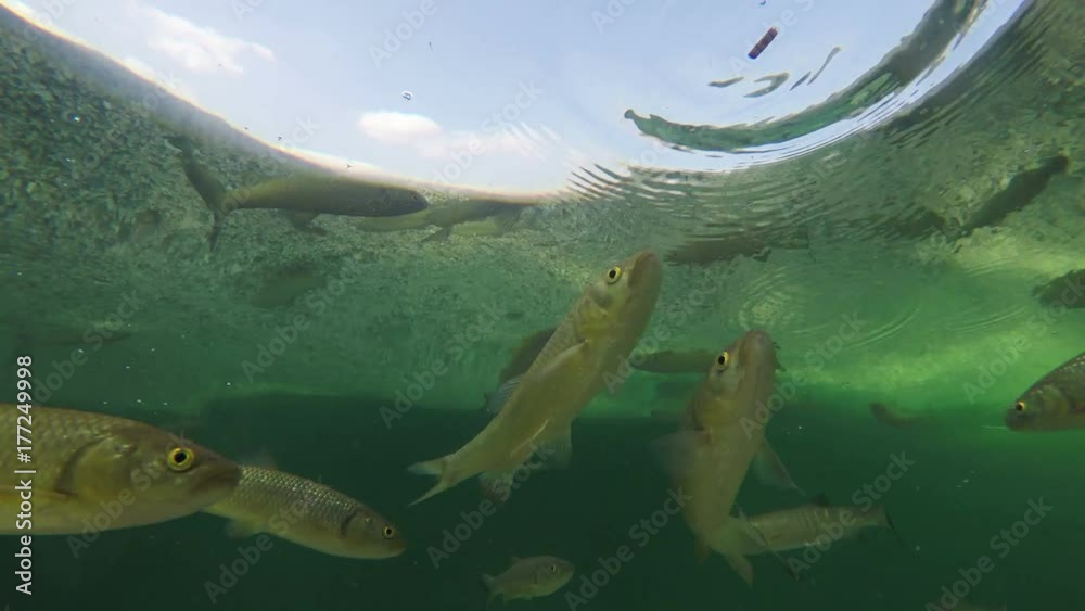 Feeding trout fish, underwater view of shoaling fish in clear lake ...