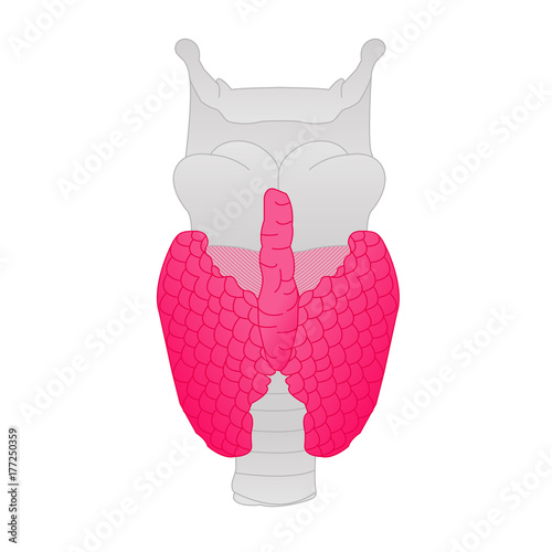 Thyroid gland illustration