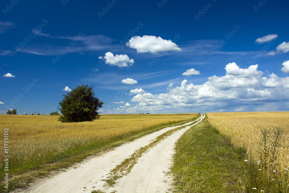 Road through the fields
