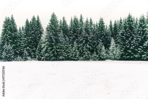 Fotografia Spruce tree forest covered by fresh snow during Winter Christmas time