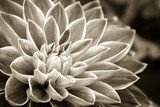 Details of dahlia fresh flower macro photography. Sepia photo emphasizing texture and intricate floral patterns.
