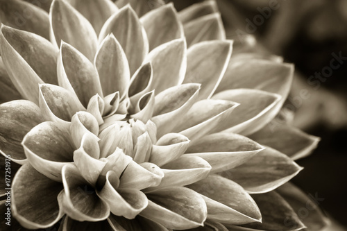 Papier peint Details of dahlia fresh flower macro photography