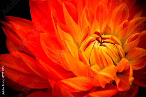 Orange, yellow and red flame dahlia fresh flower macro photo. Picture in color emphasizing the bright reddish colors with dark background.