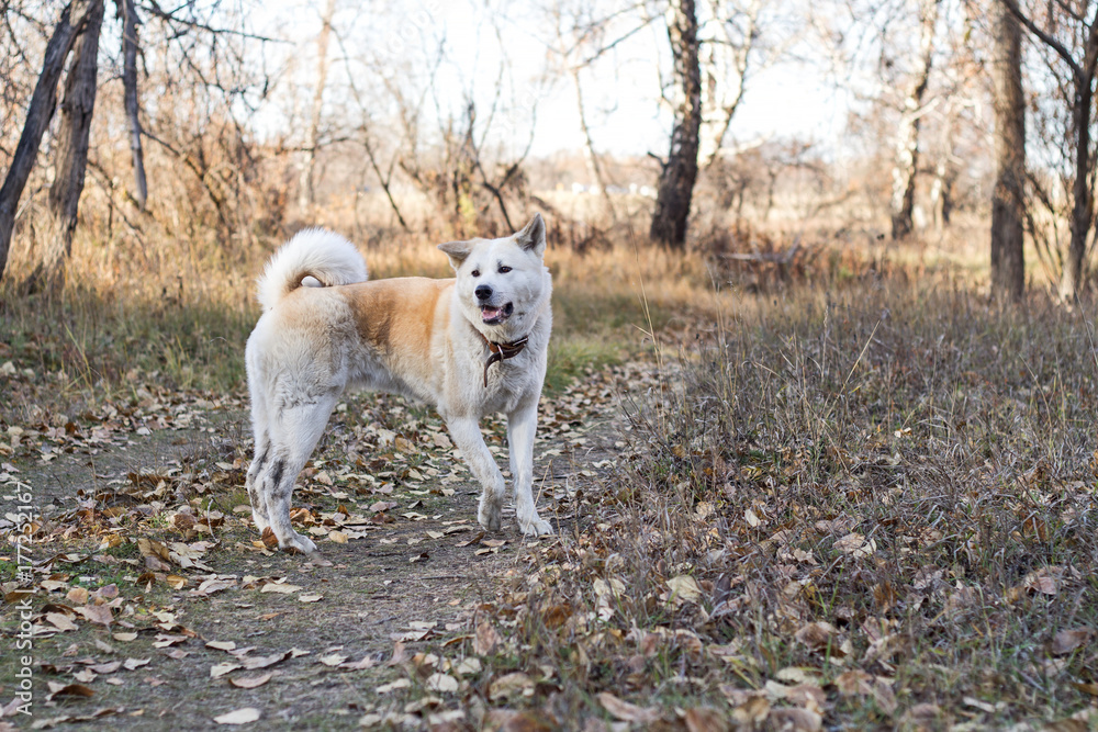 Funny cute Japanese akita inu dog on a walk in the forest among the trees and fallen leaves in autumn. Funny cute Japanese akita inu dog on a walk in the forest among the trees and fallen leaves in autumn.