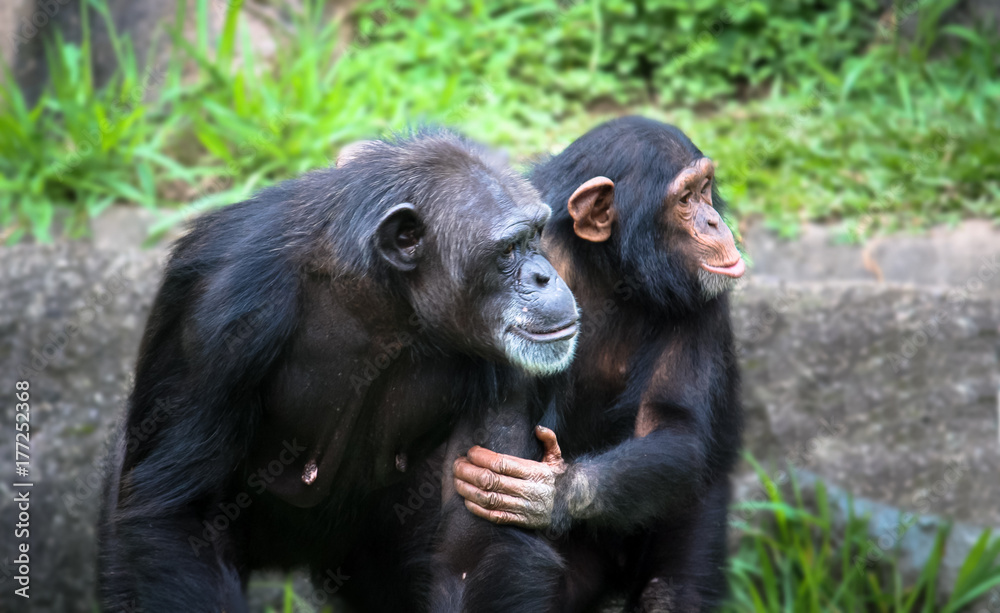 Mother and son chimpanzees: young chimpanzee holds the arm and body of her chimpanzee mother, resembling a human gesture. Mother and son chimpanzees: young chimpanzee holds the arm and body of her chimpanzee mother, resembling a human gesture.