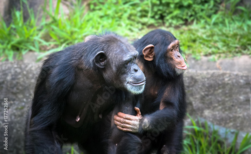 Mother and son chimpanzees: young chimpanzee holds the arm and body of her chimpanzee mother, resembling a human gesture.