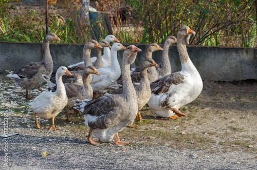 Grey domestic geese in the poultry yard