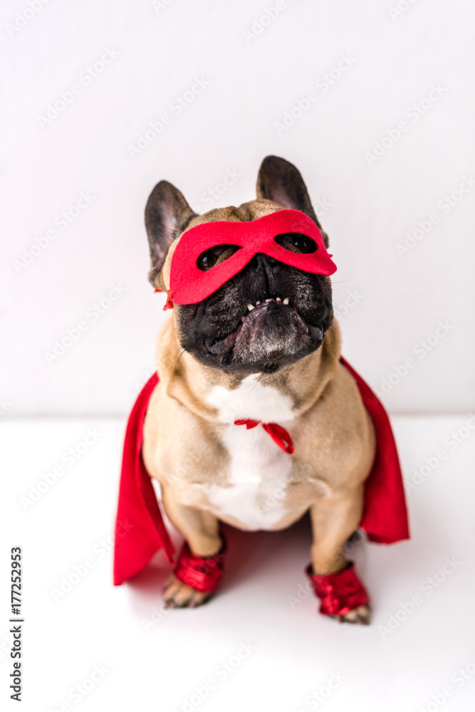 dog in superhero costume