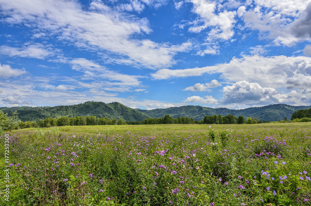 Picturesque mountain sunny landscape of flowering meadow