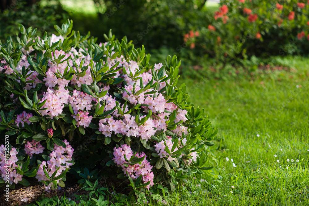 Obraz premium Rhododendron (Rhododendron smirnivii) in botanical garden.