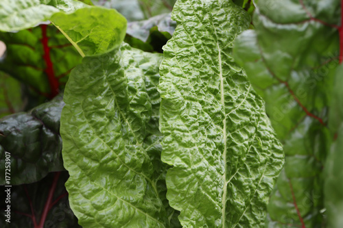 lettuce large chard leaves