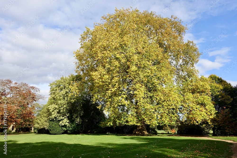 Naklejka premium ホーリー・トリニティ教会の黄葉