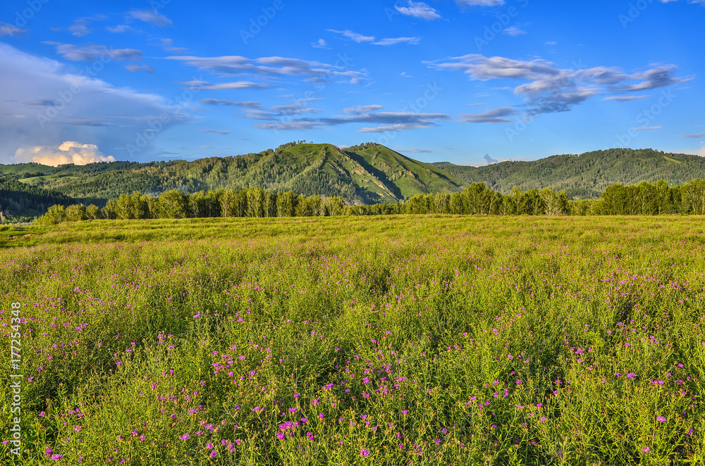 Fototapeta premium Picturesque mountain sunny landscape of flowering meadow