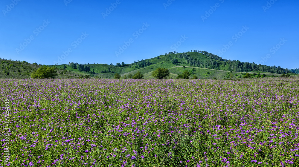 Picturesque mountain sunny landscape of flowering meadow