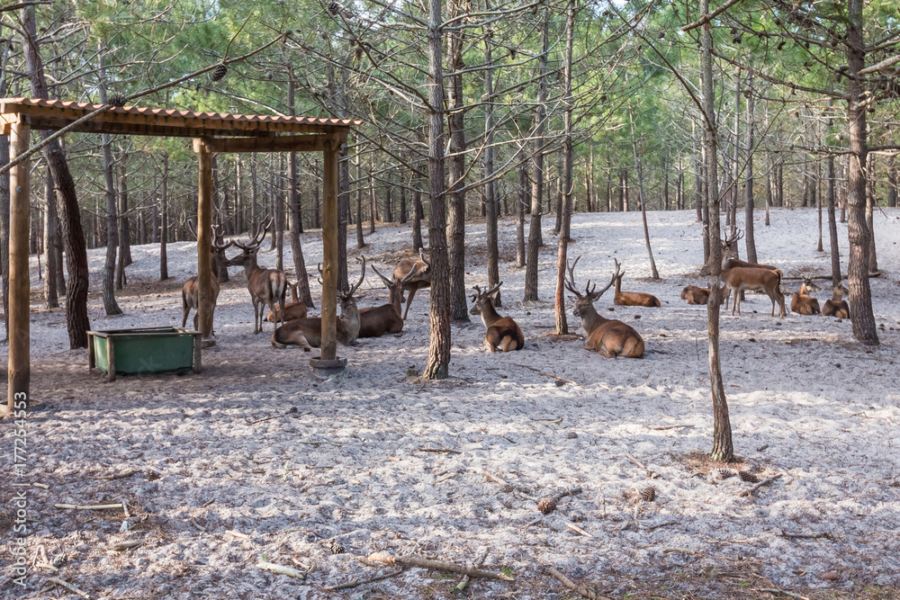 Fototapeta premium Roe-deer with family in the wild