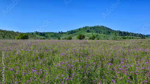 Picturesque mountain sunny landscape of flowering meadow