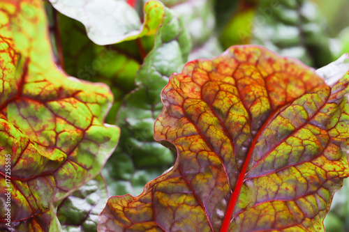 lettuce large chard leaves