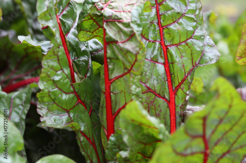 lettuce large chard leaves