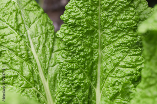 lettuce large chard leaves