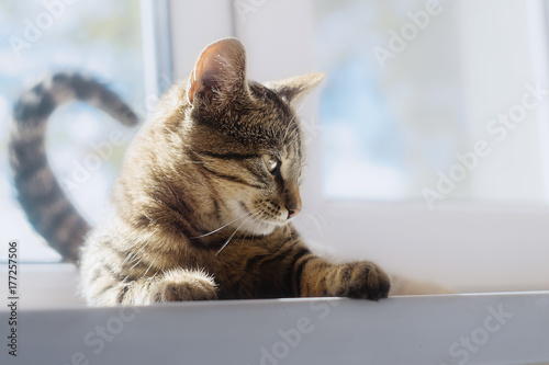 Fototapeta Naklejka Na Ścianę i Meble -  beauty cat