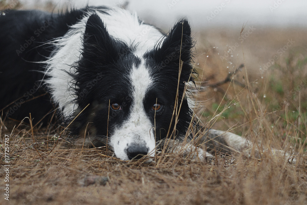 Sad border collie shop