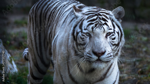 The White Bengal tiger (Panthera tigris bengalensis), or bleached tiger, in the zoo