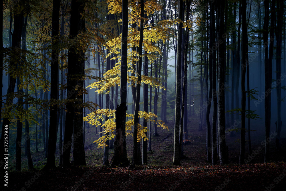 Autumn landscape of a beautiful forest Autumn landscape of a beautiful forest
