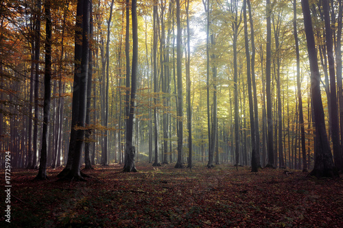 Autumn landscape of a beautiful forest