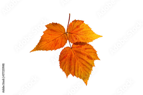 Autumn leaf on a white background. An isolated object.