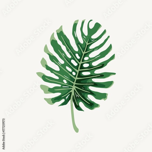 Monstera tropical large rain leaf illustration vector