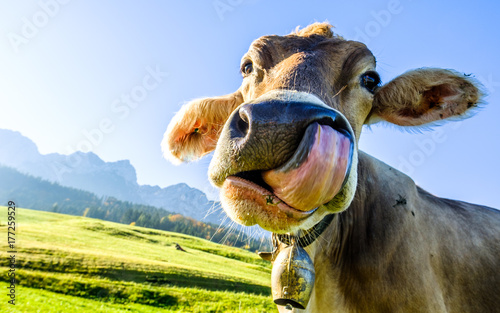 Fotobehang funny cow