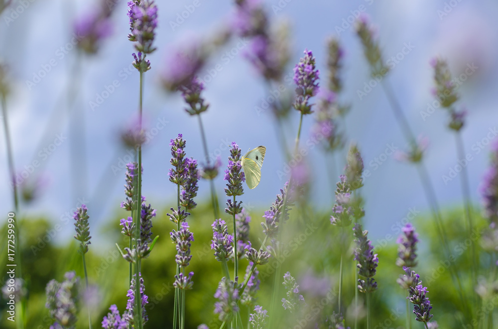 Lavender summer Lavender summer