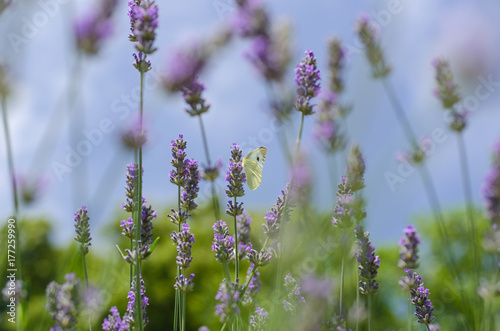 Lavender summer