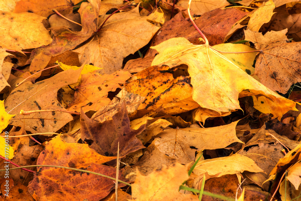 Autumn leaves background. 